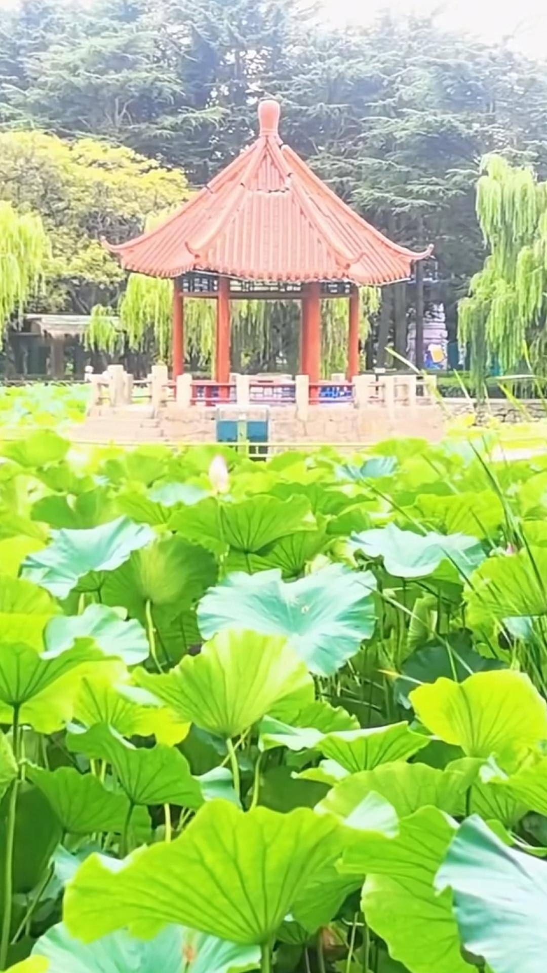 青岛中山公园一凉亭突然倒塌：一年前刚完成修缮<strong></p>
<p>okb大跌</strong>，园方称无伤亡原因待查