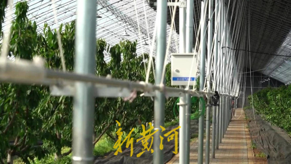 潍坊临朐：30.77 亿元<strong></p>
<p>okx</strong>！“红玛瑙”大樱桃何以成乡村振兴“甜蜜引擎”