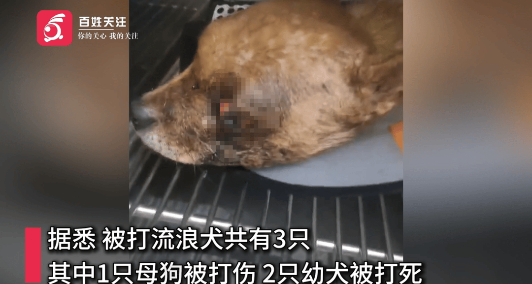 保安称“经常咬人”打死流浪犬<strong></p>
<p>shib币最新消息</strong>，居民上门讨说法：这个门卫穷凶极恶