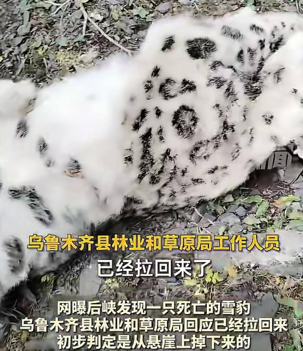 官方回应“乌鲁木齐天山后峡发现一只雪豹”：确认发现雪豹尸体<strong></p>
<p>shib币前景</strong>，已处理完毕