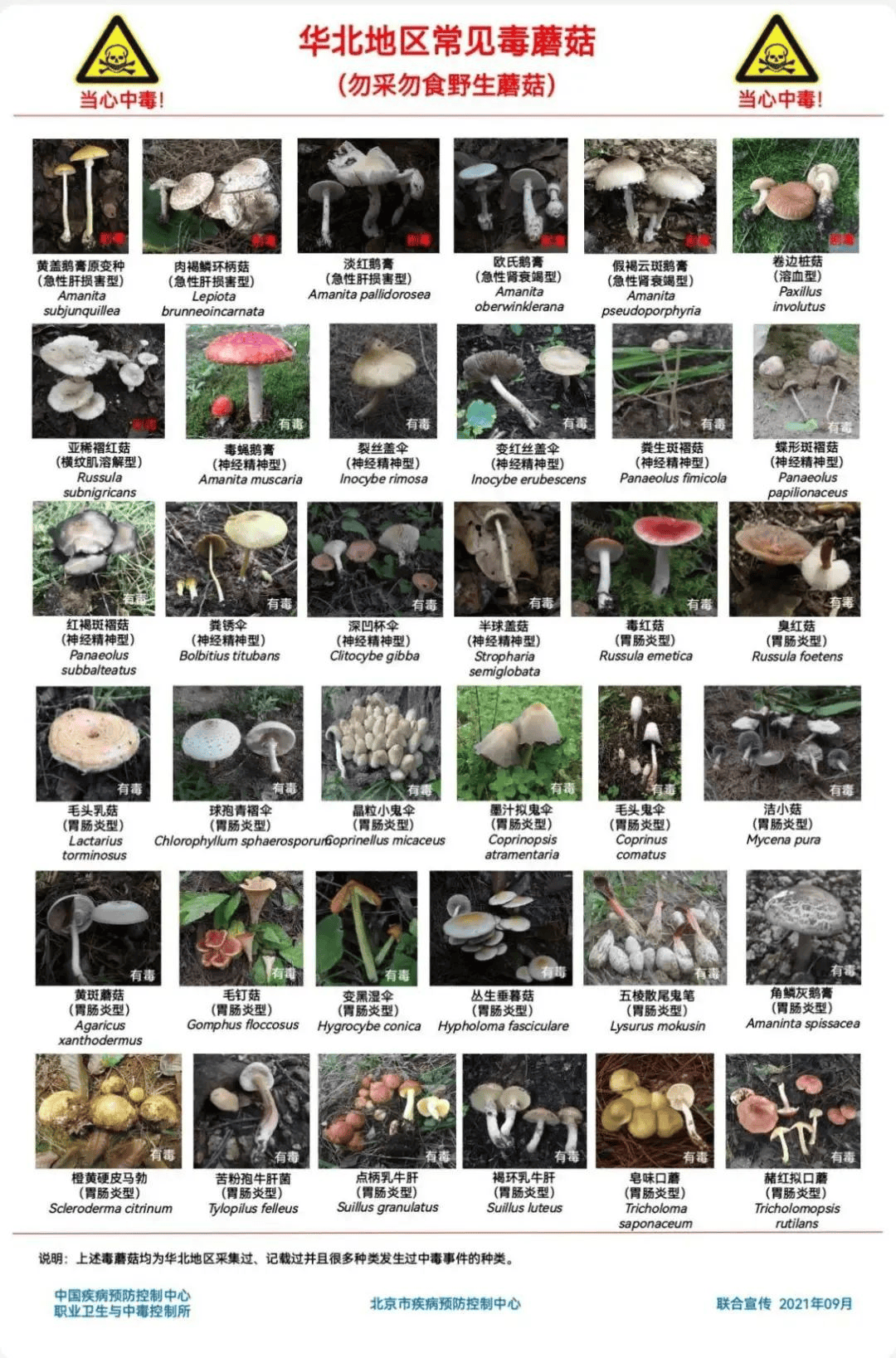网红发文悼念婆婆：吃了邻居送的蘑菇中毒<strong></p>
<p>tp钱包安卓版下载</strong>，抢救四天四夜死亡！这些蘑菇避毒原则可能是陷阱→