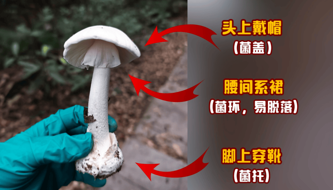 网红发文悼念婆婆：吃了邻居送的蘑菇中毒<strong></p>
<p>tp钱包安卓版下载</strong>，抢救四天四夜死亡！这些蘑菇避毒原则可能是陷阱→