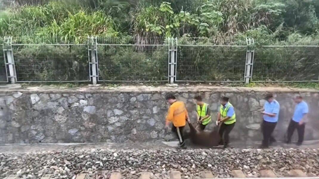 湖北一列车撞上野猪致停运，铁路局：野猪已无害化处理，列车正常运行；附近曾发生多起野猪伤人事件