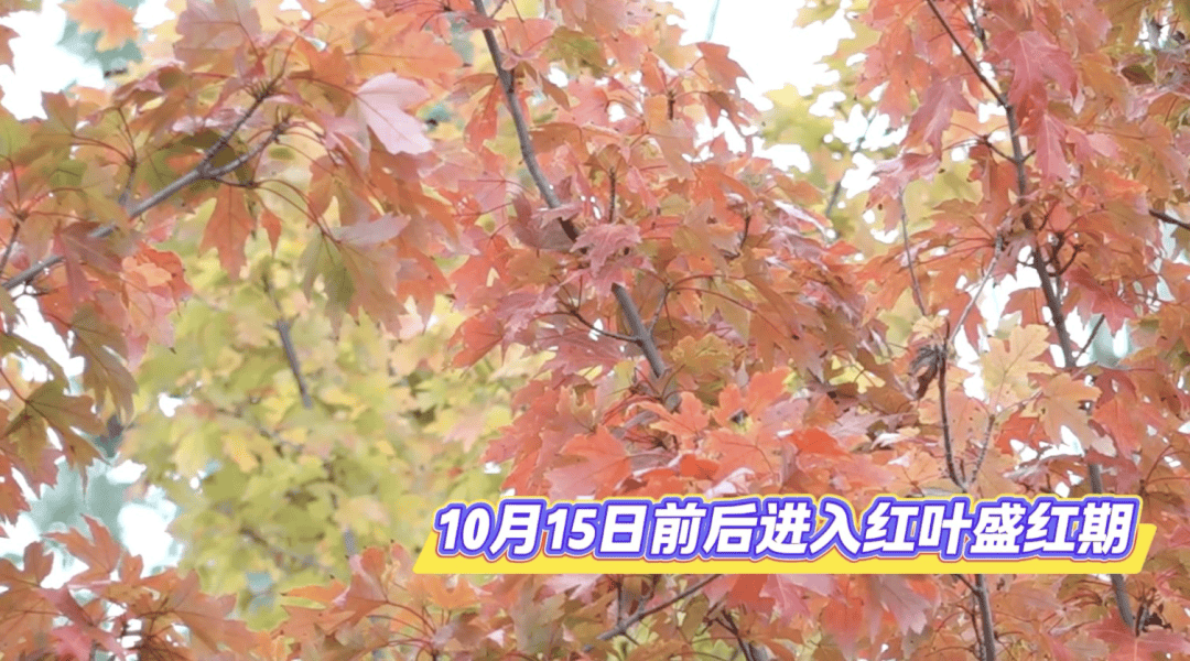 北京将迎新一轮秋雨<strong></p>
<p>tp钱包官方网站</strong>,赏红期预告来了!