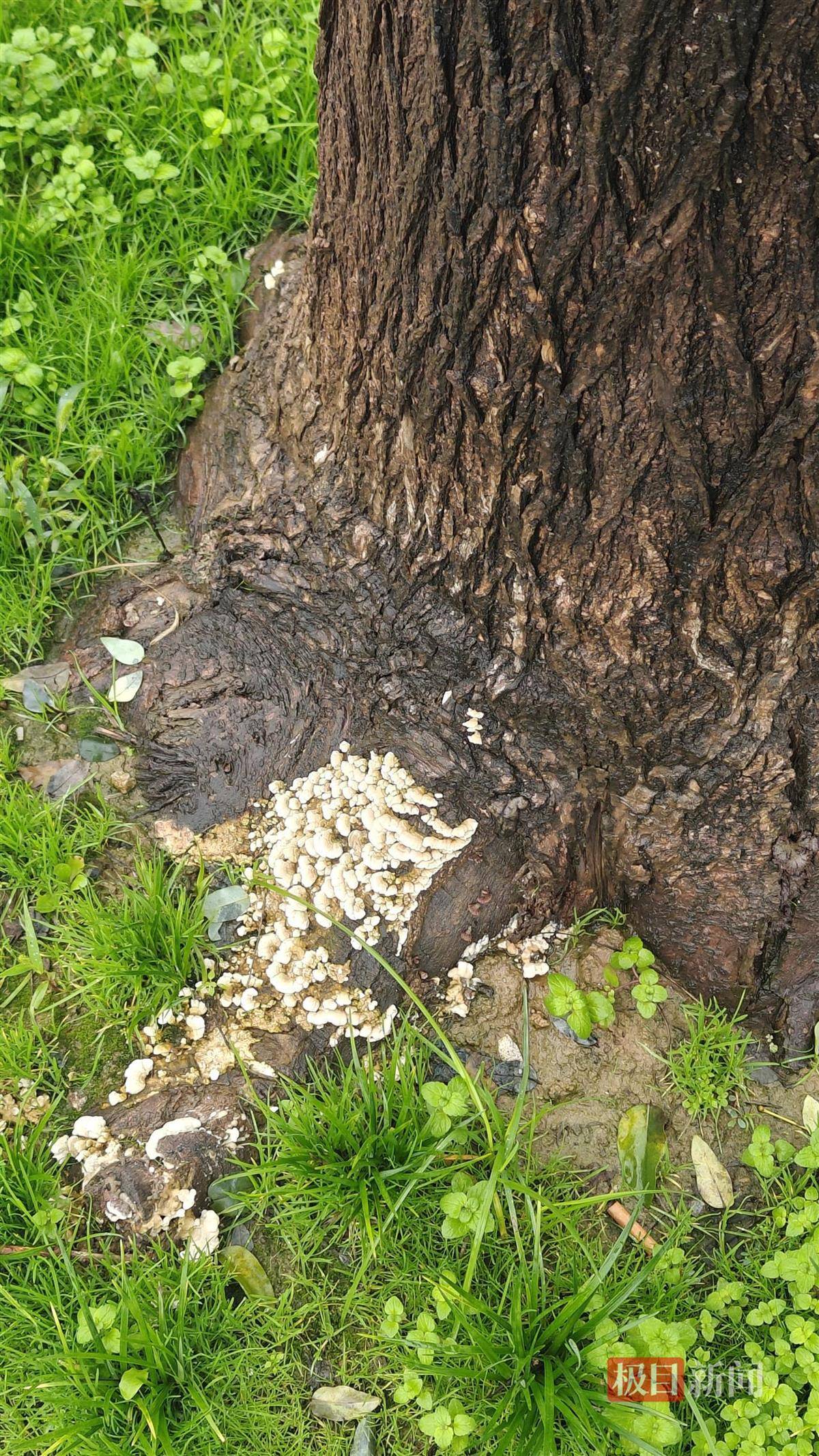 西安连续一个多月降雨遍地长蘑菇<strong></p>
<p>tp钱包官方网站</strong>,大雁塔受潮,城墙布满青苔,气象局解释成因