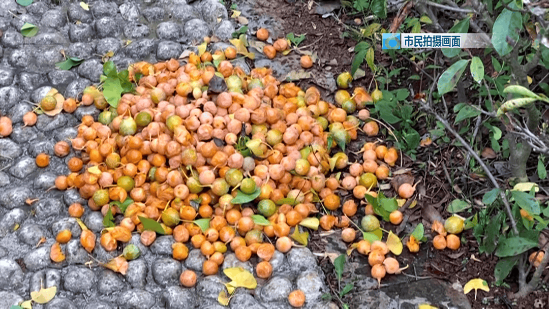 不要捡<strong></p>
<p>tp钱包官方网站</strong>!不要吃!昆明街头正大量出现……