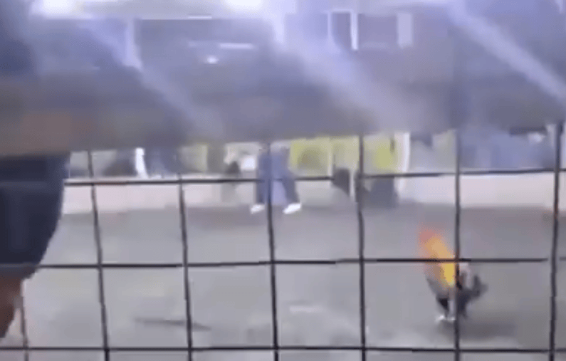 男子遭自家斗鸡攻击大出血死亡，鸡脚上绑有锋利刀片，当地赛事奖金高达21万