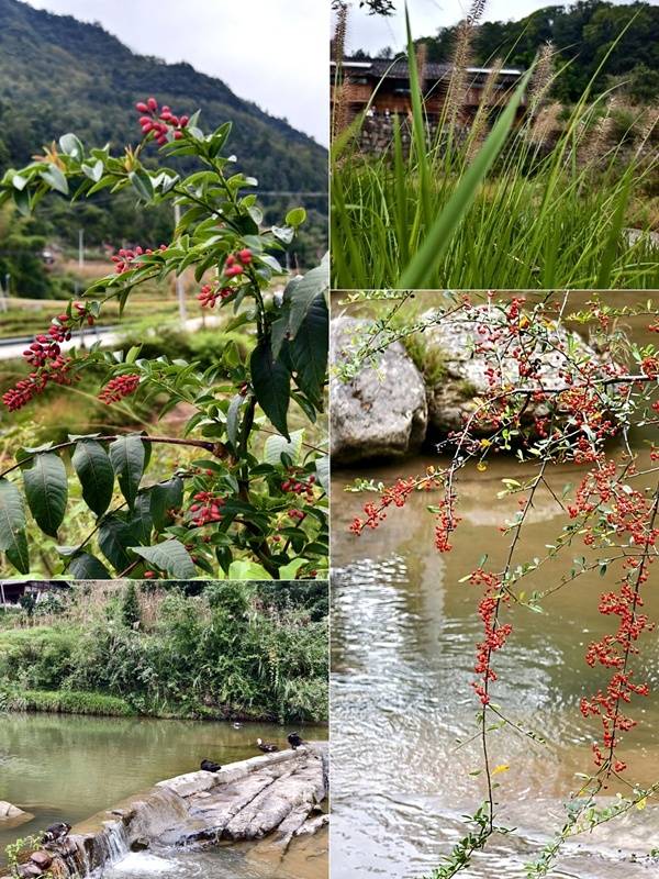 推窗见梯田<strong></p>
<p>tp钱包app下载安装</strong>！梧桐山民宿：把日子过成诗