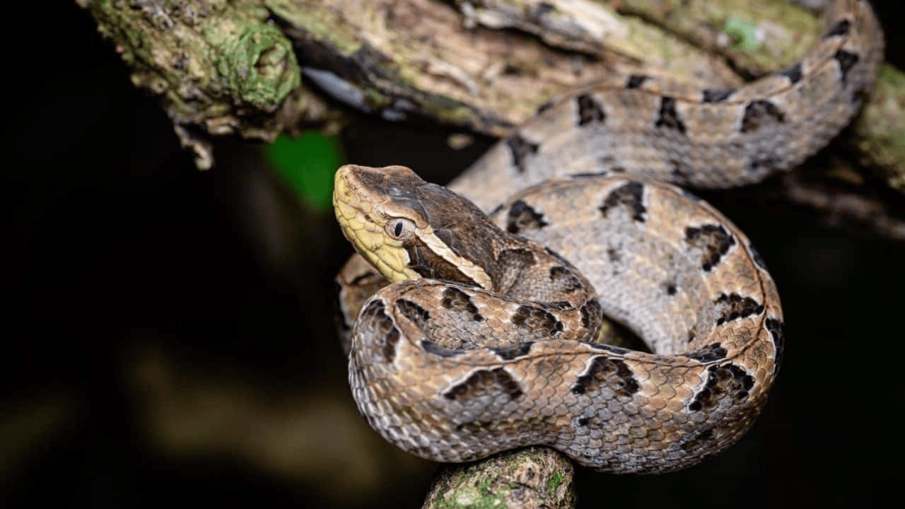 泰国女子在ATM机取钱<strong></p>
<p>trx</strong>,取款口突然窜出一条蛇