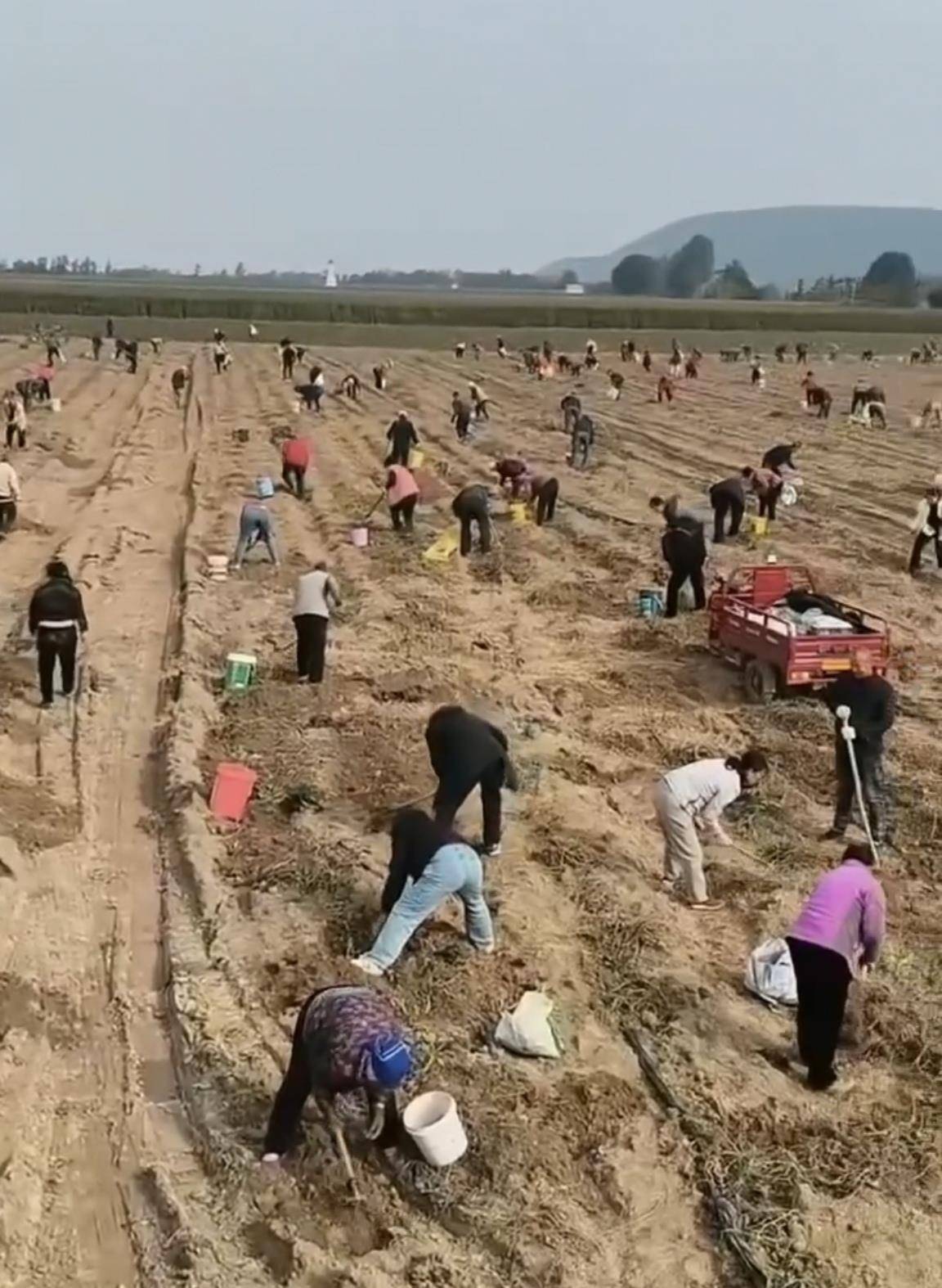 数百人冲进地里捡红薯<strong></p>
<p>usdt</strong>,田主称是秋收剩下的,网友:免费翻地,利人利己