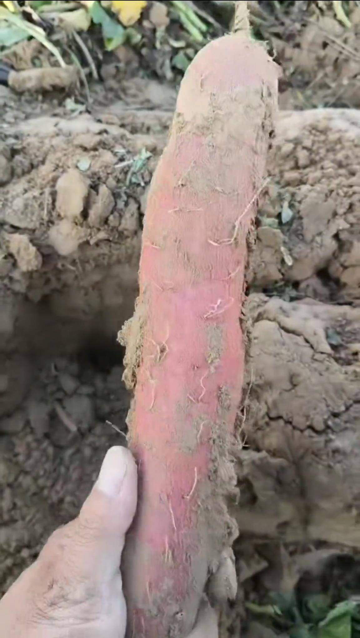 数百人冲进地里捡红薯<strong></p>
<p>usdt</strong>,田主称是秋收剩下的,网友:免费翻地,利人利己