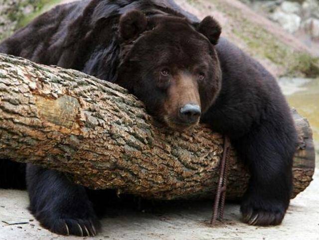 出重拳治“熊害”<strong></p>
<p>usdt钱包下载</strong>,日本将允许防暴警察射杀熊