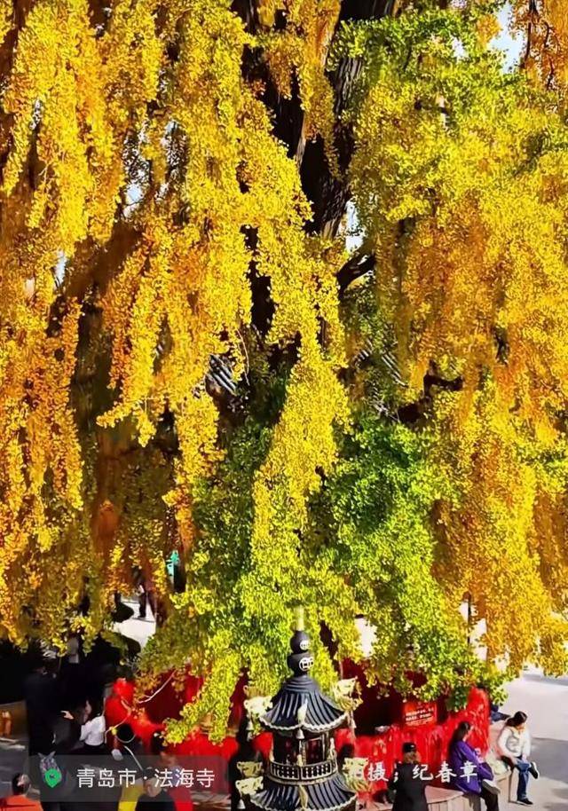 错过等一年！青岛1600岁“银杏王”满树金黄<strong></p>
<p>usdt价格usdt什么意思</strong>，打卡的人“鼓”了