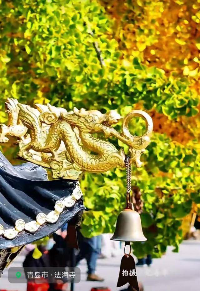 错过等一年！青岛1600岁“银杏王”满树金黄<strong></p>
<p>usdt价格usdt什么意思</strong>，打卡的人“鼓”了