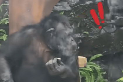 大猩猩抽烟手法娴熟?广西南宁动物园:从小在领养家庭学会抽烟喝酒<strong></p>
<p>稳定币usdt</strong>,会派人制止