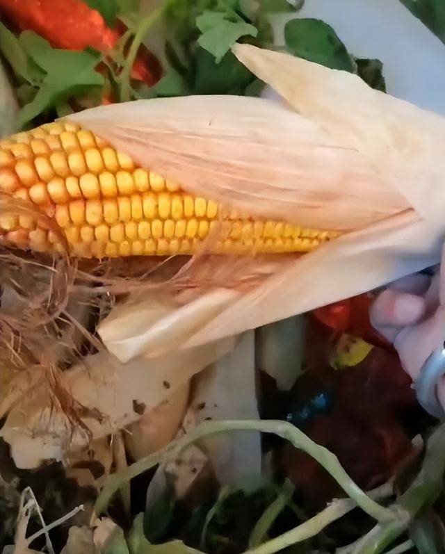 陕西一女子疑因拍亲姑姑偷玉米遭姑父棍杀<strong></p>
<p>usdt官网</strong>,邻居欲报警也遇害