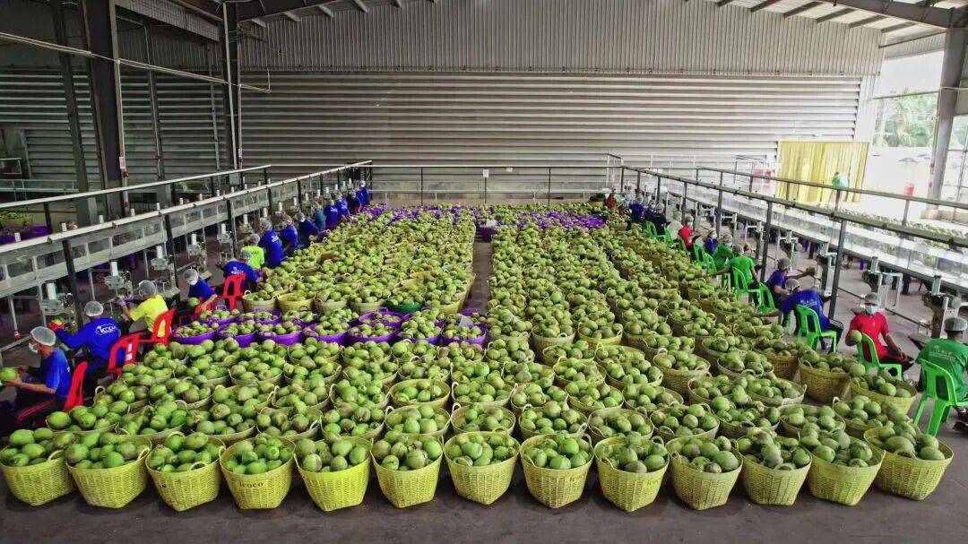 椰子水之外<strong></p>
<p>usdt交易</strong>,大公司争夺40亿元生椰市场