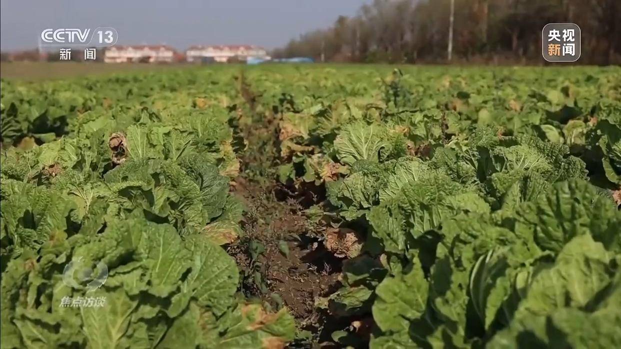 单棵售价超百元<strong></p>
<p>usdt交易</strong>,起底“套牌白菜”背后的销售套路