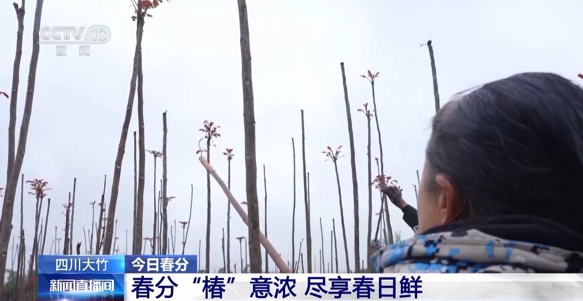 蒸、煎、拌、酿……一口鲜菜如何“锁”住春天<strong></p>
<p>比特儿是假平台吗</strong>?